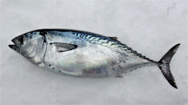 くら寿司のスマート養殖第3弾は「AIスマガツオ」 幻の高級魚を12月2日から全国展開 スマート養殖で持続可能な漁業へ