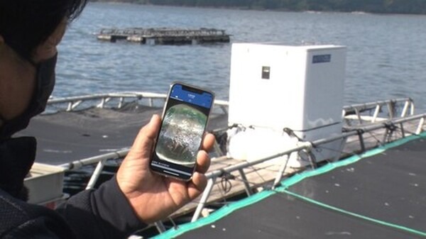 くら寿司のスマート養殖第3弾は「AIスマガツオ」 幻の高級魚を12月2日から全国展開 スマート養殖で持続可能な漁業へ