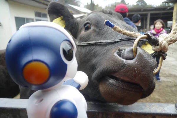 「宮崎と東京をつなぐハッカソン」が開催されました