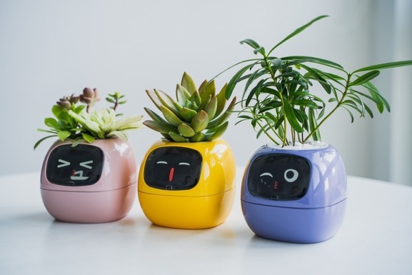 観葉植物がペットに大変身！？植物の気持ちがわかるスマートプランター「Ivy」(アイビー) Makuakeで先行販売開始