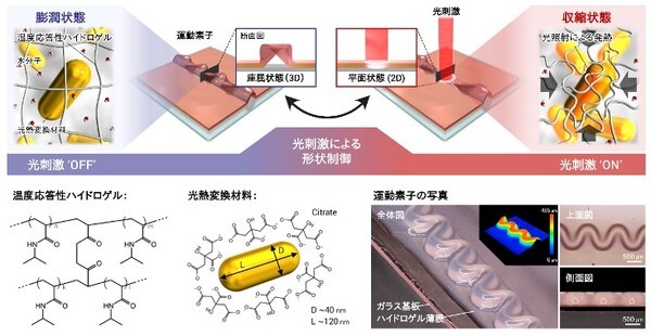 NTT バイオデジタルツインの構築・検証へ前進　生体器官の運動を模倣する光駆動型オンチップ運動素子の開発　オンチップ型臓器モデル