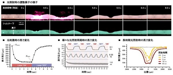 NTT バイオデジタルツインの構築・検証へ前進　生体器官の運動を模倣する光駆動型オンチップ運動素子の開発　オンチップ型臓器モデル