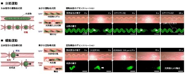 NTT バイオデジタルツインの構築・検証へ前進　生体器官の運動を模倣する光駆動型オンチップ運動素子の開発　オンチップ型臓器モデル