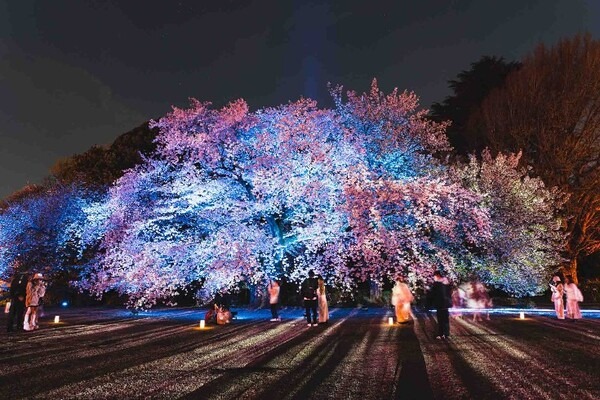トヨタの給電車が新宿御苑の夜桜を彩る！「桜×動く電源」でお花見体験をアップデート『NAKED桜の新宿御苑2023』に協力 4/23まで