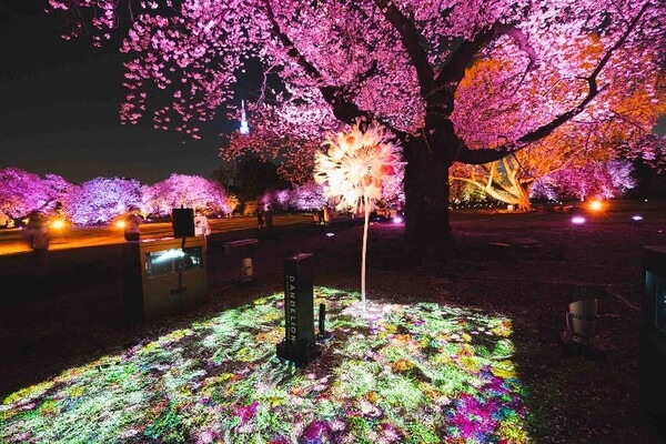トヨタの給電車が新宿御苑の夜桜を彩る！「桜×動く電源」でお花見体験をアップデート『NAKED桜の新宿御苑2023』に協力 4/23まで