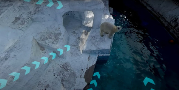 ホッキョクグマやカバに大接近「空から！水の中から！バーチャル冒険隊」開催　VR映像で動物の生態をリアル体験　大阪メトロ