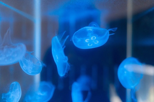 見えない部分を見てみたい『スケスケ展 in TOKYO』開催へ　来場者累計約30万人の話題の展覧会　AIロボットによる案内も