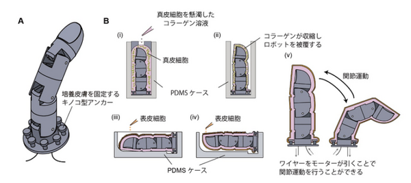【世界初】東京大学が修復能力を備える生きた皮膚で覆われたロボットの開発に成功　7日間で傷口が修復