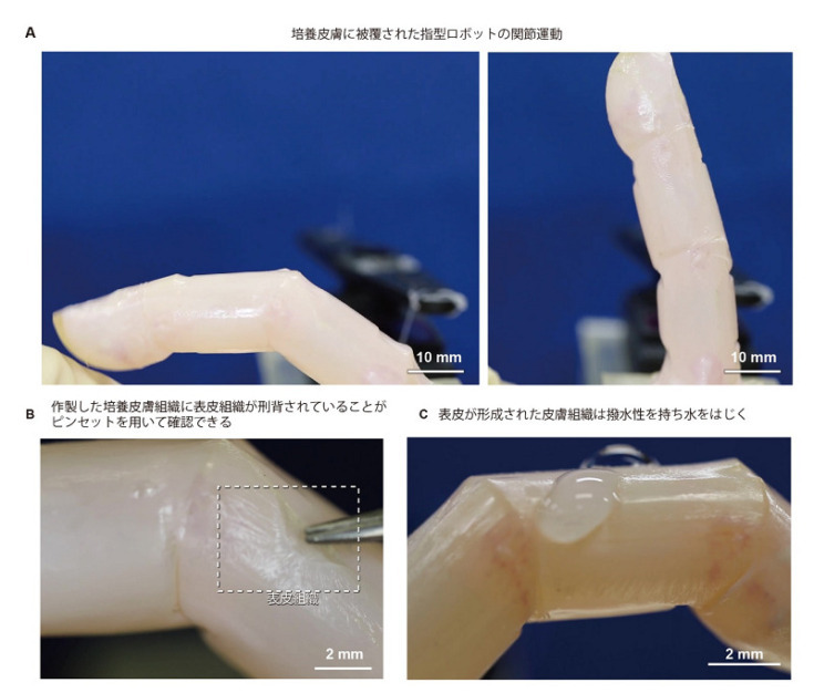 【世界初】東京大学が修復能力を備える生きた皮膚で覆われたロボットの開発に成功　7日間で傷口が修復