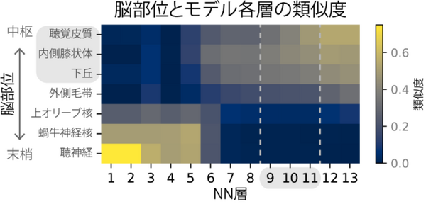 NTT、人工ニューラルネットワークが音の振幅の変化に人間と同様の反応を示すことを発見　米国科学誌に掲載