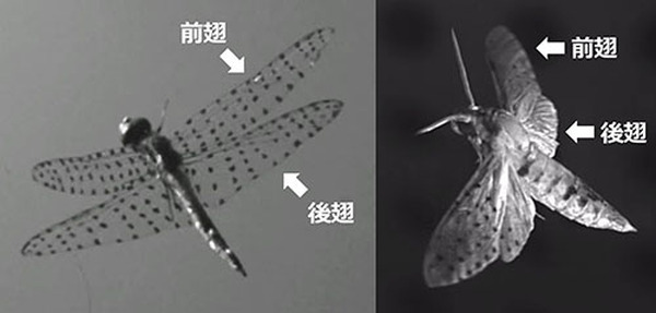 トンボの優れた機動飛行の流体力学メカニズムを解明、次世代の羽ばたき型ロボットの創出に期待　東京工科大学の研究グループ