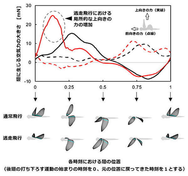 トンボの優れた機動飛行の流体力学メカニズムを解明、次世代の羽ばたき型ロボットの創出に期待　東京工科大学の研究グループ