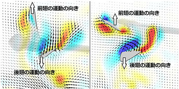 トンボの優れた機動飛行の流体力学メカニズムを解明、次世代の羽ばたき型ロボットの創出に期待　東京工科大学の研究グループ