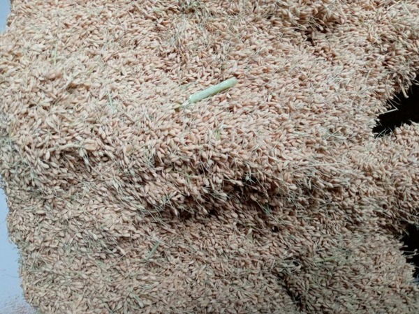 テムザック ロボット技術で農業経験のない人も取組める省力化農業「WORKROID農業」で初収穫　ドローンや雷鳥1号等の成果を公表