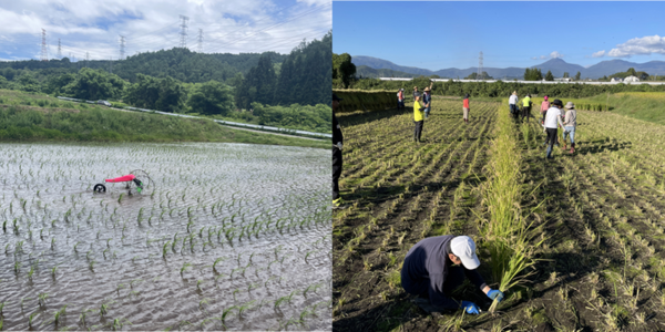 除草ロボット「ミズニゴール」を用いて栽培された農薬不使用の「ミズニゴール米」のEC販売を開始　農業自動化と楽しさ向上を目指す