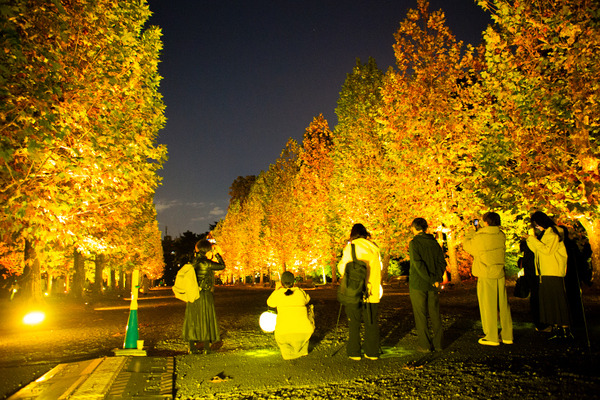 新宿御苑の紅葉イルミネーション「NAKED紅葉の新宿御苑2023」見どころ体験レポート【オススメ】五感で感じる壮大で煌びやかな日本の秋