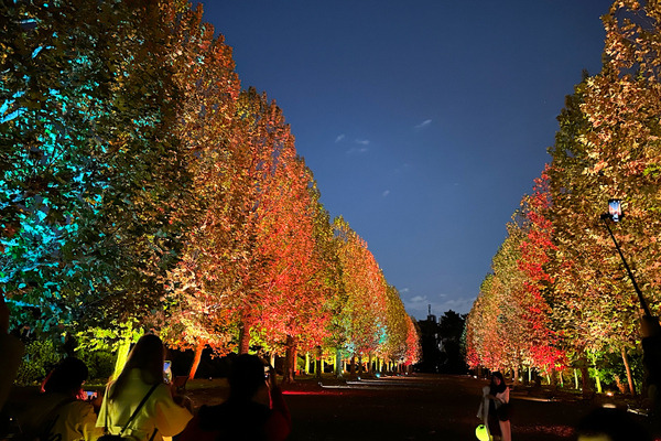 新宿御苑の紅葉イルミネーション「NAKED紅葉の新宿御苑2023」見どころ体験レポート【オススメ】五感で感じる壮大で煌びやかな日本の秋