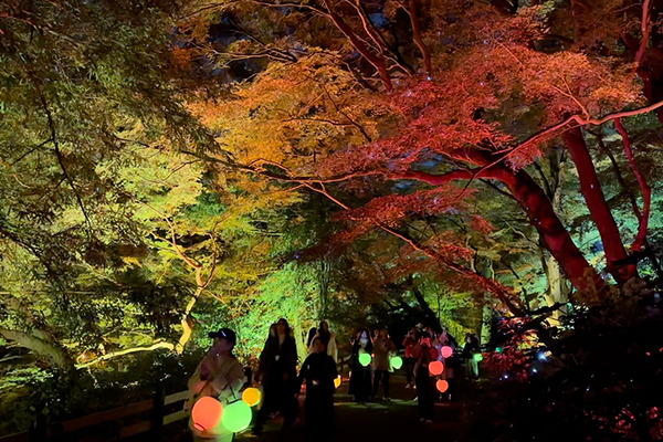 新宿御苑の紅葉イルミネーション「NAKED紅葉の新宿御苑2023」見どころ体験レポート【オススメ】五感で感じる壮大で煌びやかな日本の秋