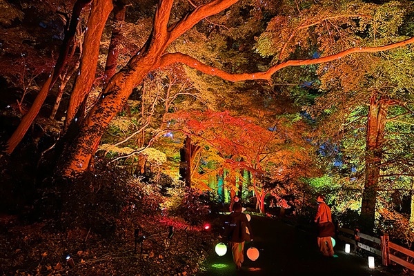 新宿御苑の紅葉イルミネーション「NAKED紅葉の新宿御苑2023」見どころ体験レポート【オススメ】五感で感じる壮大で煌びやかな日本の秋