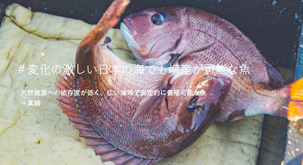 ソフトバンク、魚の鮮度やうまみをセンサーやAIで測定する手法確立へ　品質規格標準化のコンソーシアムを水産業社らと設立する理由と意義