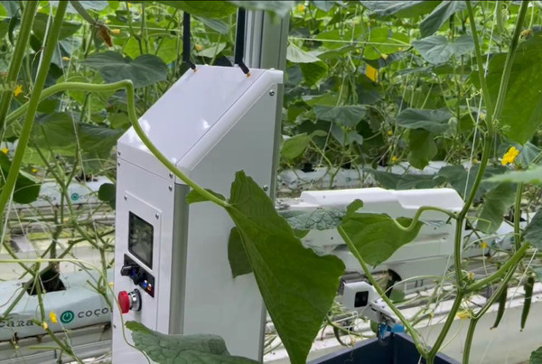 園児たちが遠隔からキュウリの収穫を体験　AGRISTが鹿児島市の幼稚園と約1000キロ先に埼玉県の農場を繋ぐ