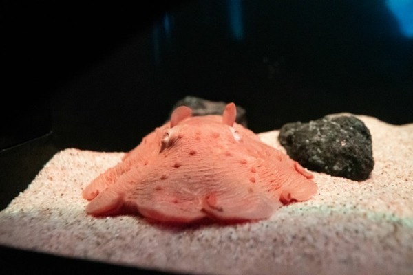 サンシャイン水族館が水中ドローンの深海調査で新属・新種のエビを発見「トリノアシヤドリエビ」として公表