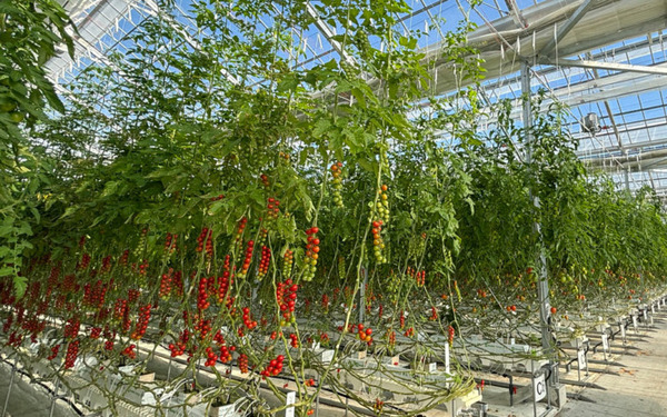 NTTアグリ 施設園芸向け生産・労務管理サービス「Digital Farmer」を提供開始 デジタルデータ活用で安定した農業経営をサポート