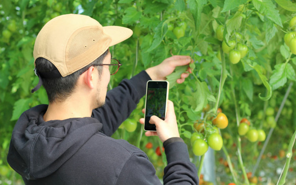 NTTアグリ 施設園芸向け生産・労務管理サービス「Digital Farmer」を提供開始 デジタルデータ活用で安定した農業経営をサポート