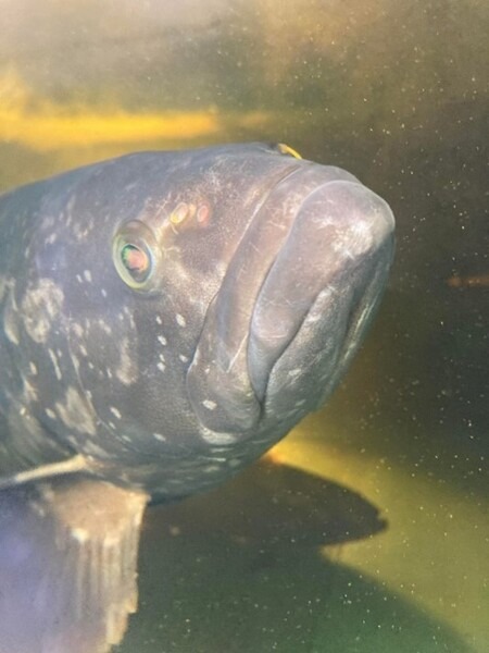 NTTがICTで陸上養殖　世界初「クエタマ」「タマカイ」の養殖に成功、成長速度は約3倍「水産業夢未来プロジェクト」成果を公表