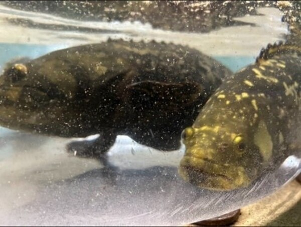 NTTがICTで陸上養殖　世界初「クエタマ」「タマカイ」の養殖に成功、成長速度は約3倍「水産業夢未来プロジェクト」成果を公表