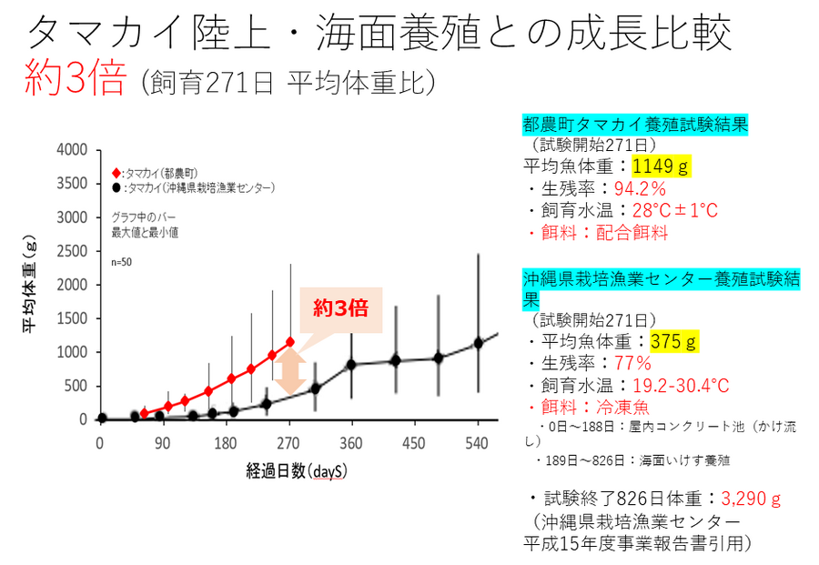 NTTがICTで陸上養殖　世界初「クエタマ」「タマカイ」の養殖に成功、成長速度は約3倍「水産業夢未来プロジェクト」成果を公表