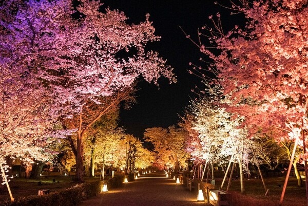 『NAKED桜まつり 2024 世界遺産・二条城』の「プレミアムお花見エリア」演出詳細を発表　豪華絢爛プロジェクションマッピング