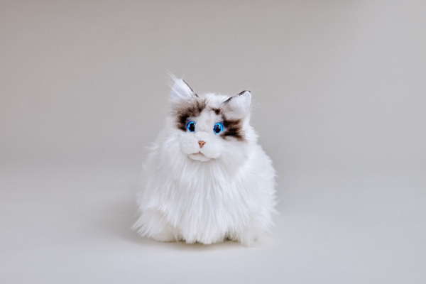 肉球が気持ちいい、心臓の鼓動までも感じる!? リアルな猫ペットロボット『KIMIT ラグドール』発売、面白CM動画も公開 セガトイズ