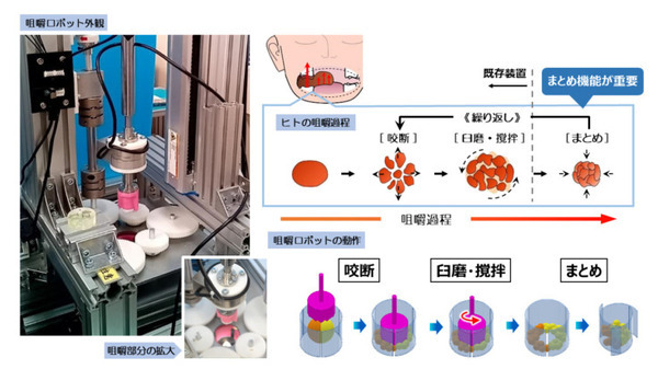 【世界初】大阪大学とJ-オイルミルズが咀嚼ロボットを開発　ヒトの咀嚼の仕組みを再現し食品の評価に活用
