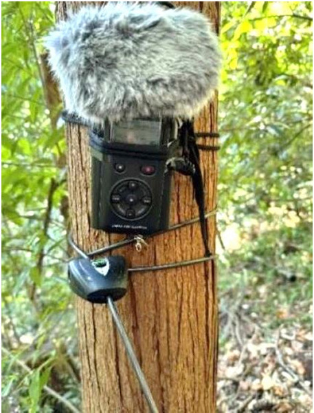 NTT東日本 タイワンリスの被害拡大を防ぐため「鳴き声AI解析」で生息状況調査を実施　識別結果や誤検知の理由も公表