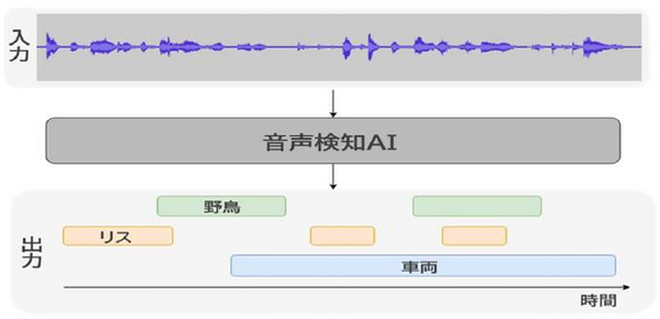NTT東日本 タイワンリスの被害拡大を防ぐため「鳴き声AI解析」で生息状況調査を実施　識別結果や誤検知の理由も公表