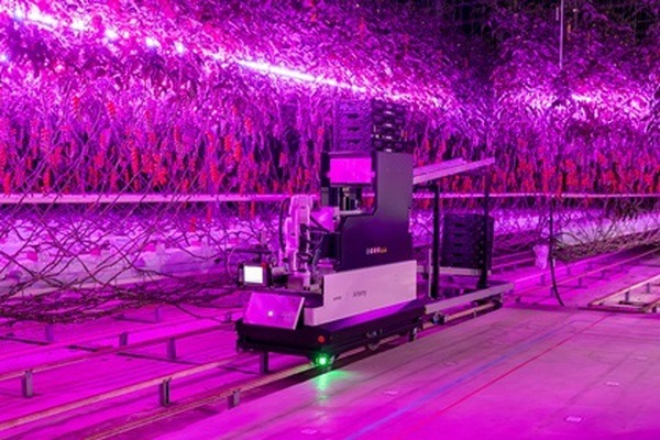 デンソー、欧州向けに房取りミニトマトの全自動収穫ロボット「Artemy」の受注を開始　人手不足の解消と重作業の大幅低減に貢献