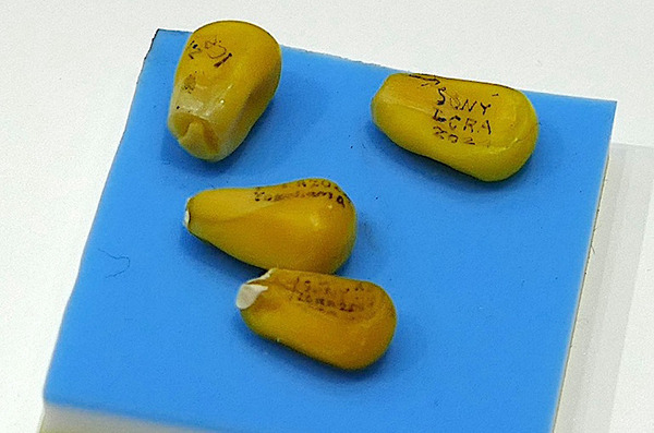 ロボティクス国際会議「ICRA 2024」横浜で開催　ソニーや川崎重工、中国Unitreeなどが新ロボットを初公開