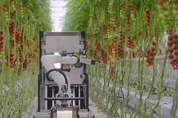 デンソーが全自動収穫ロボット『Artemy』(アーテミー)を欧州で受注開始　ミニトマト向け 自動運転とAIの技術を投入 実演デモを公開