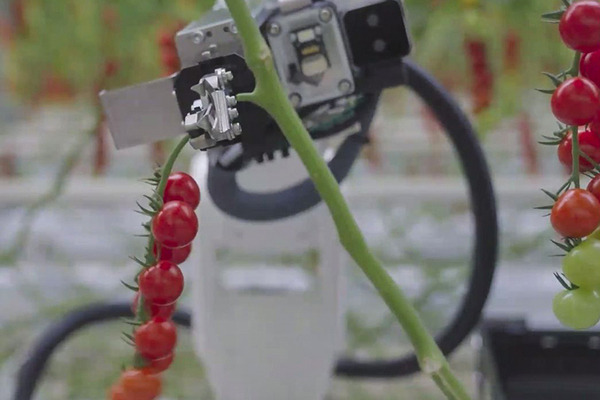 デンソーが全自動収穫ロボット『Artemy』(アーテミー)を欧州で受注開始　ミニトマト向け 自動運転とAIの技術を投入 実演デモを公開