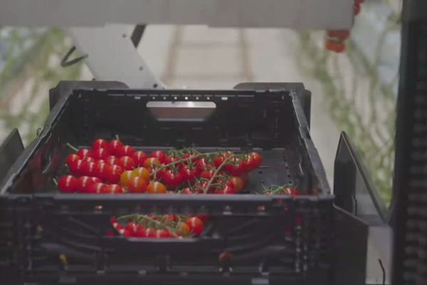 デンソーが全自動収穫ロボット『Artemy』(アーテミー)を欧州で受注開始　ミニトマト向け 自動運転とAIの技術を投入 実演デモを公開