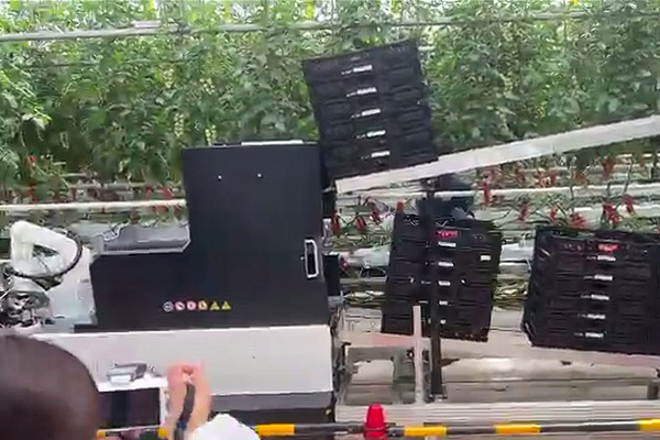 デンソーが全自動収穫ロボット『Artemy』(アーテミー)を欧州で受注開始　ミニトマト向け 自動運転とAIの技術を投入 実演デモを公開