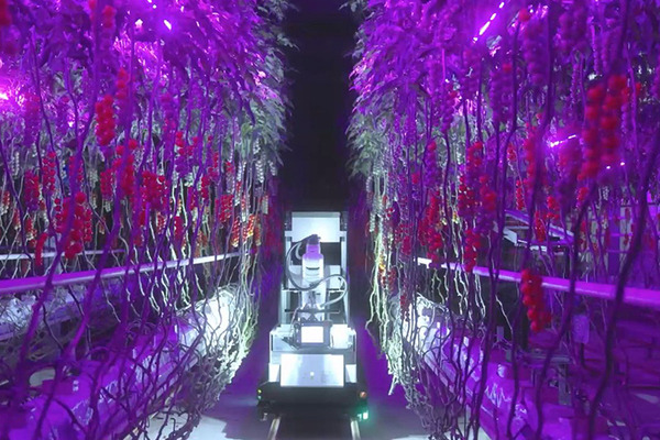 デンソーが全自動収穫ロボット『Artemy』(アーテミー)を欧州で受注開始　ミニトマト向け 自動運転とAIの技術を投入 実演デモを公開