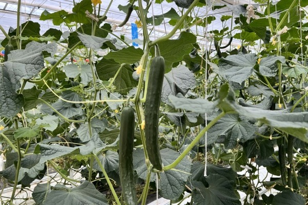 JA全農ぐんま　AIを活用したキュウリ収穫ロボットをAGRISTからレンタル導入　スマート農業の先駆け的な取り組み