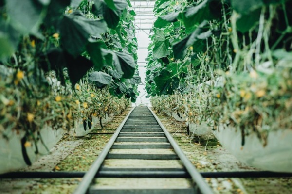 JA全農ぐんま　AIを活用したキュウリ収穫ロボットをAGRISTからレンタル導入　スマート農業の先駆け的な取り組み