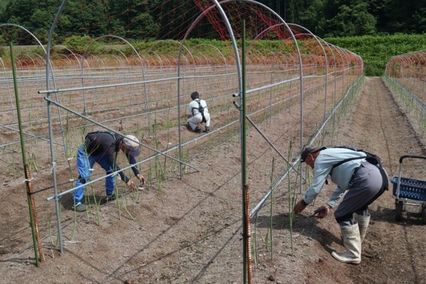 山形県最上町がアシストスーツを40台導入　ニラとアスパラガスの出荷量合計550トン超の名産地、担い手不足の解消へ　イノフィス