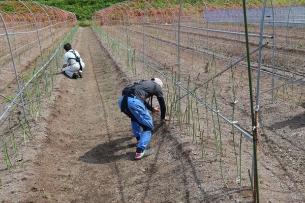 山形県最上町がアシストスーツを40台導入　ニラとアスパラガスの出荷量合計550トン超の名産地、担い手不足の解消へ　イノフィス