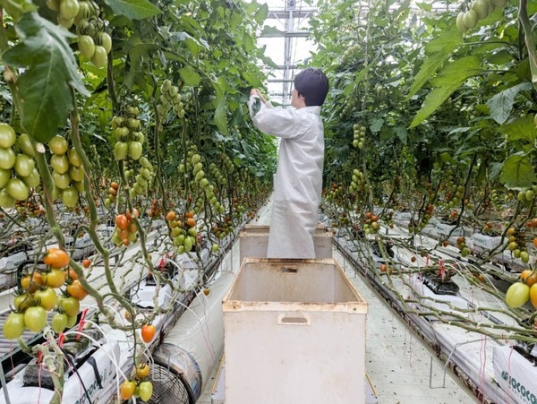 inahoが安曇野の菜園へマルチ台車ロボットをRaaSモデルで10台提供　作業効率化を実現するスマート農業ソリューション