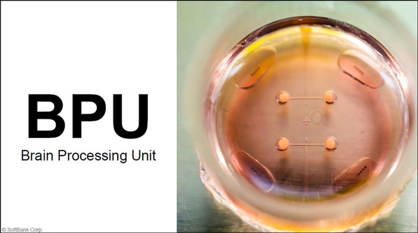 ソフトバンクと東京大、脳オルガノイドで「人工脳細胞のプロセッサ」を共同研究、世界初の成果を発表 「脳細胞が次世代コンピュータになる」
