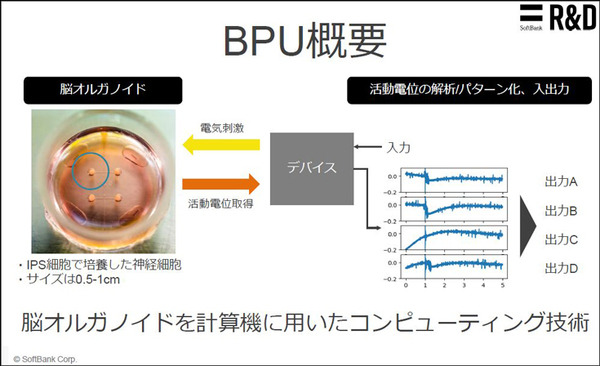 ソフトバンクと東京大、脳オルガノイドで「人工脳細胞のプロセッサ」を共同研究、世界初の成果を発表 「脳細胞が次世代コンピュータになる」